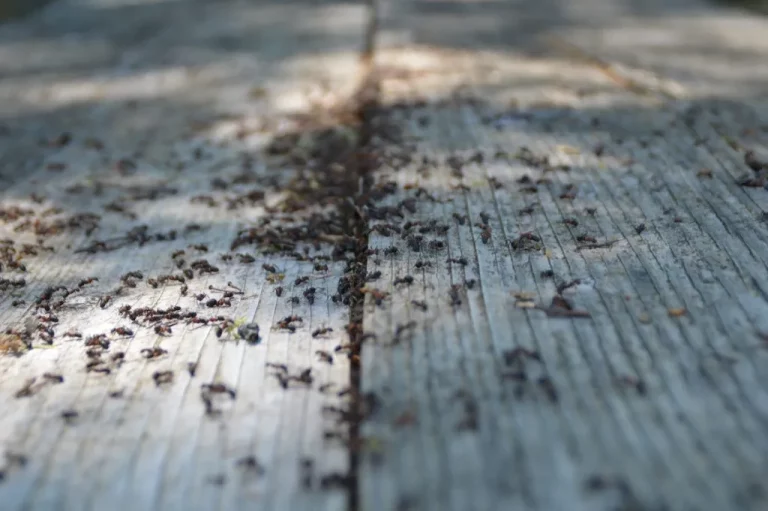 ants on wooden rustic table