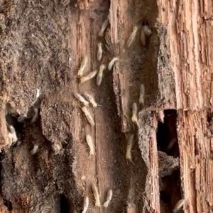 eastern subterranean termites