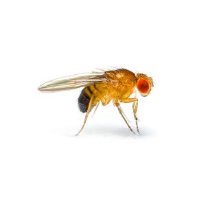 single,fruit,fly,(drosophila,melanogaster),on,white,background