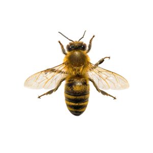 detail,of,bee,or,honeybee,in,latin,apis,mellifera,,european