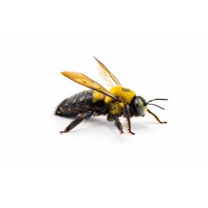 male,eastern,carpenter,bee, ,xylocopa,virginica, ,side,profile