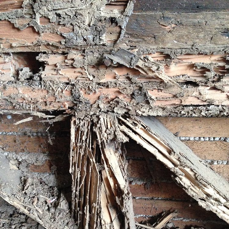 termite damage img 0744