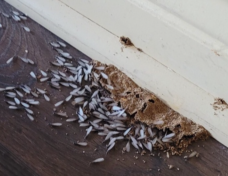 termite swarm img 0132