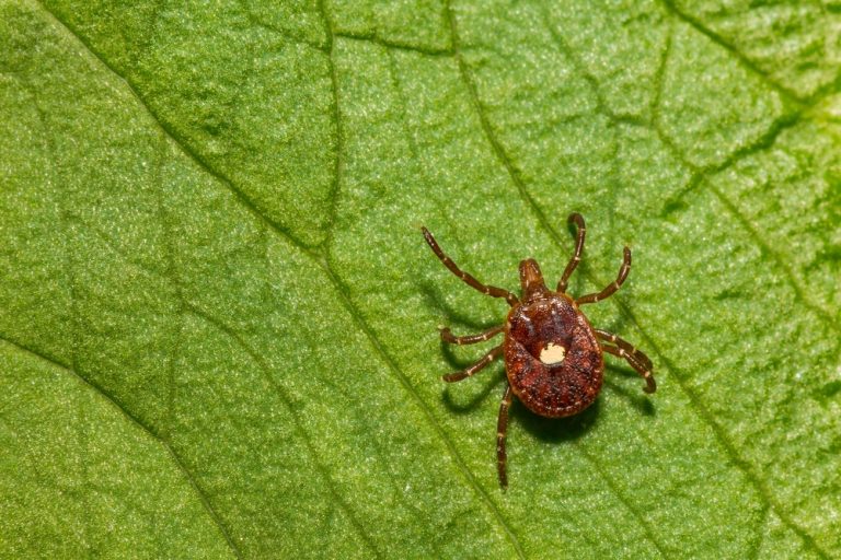 lone,star,tick, ,amblyomma,americanum