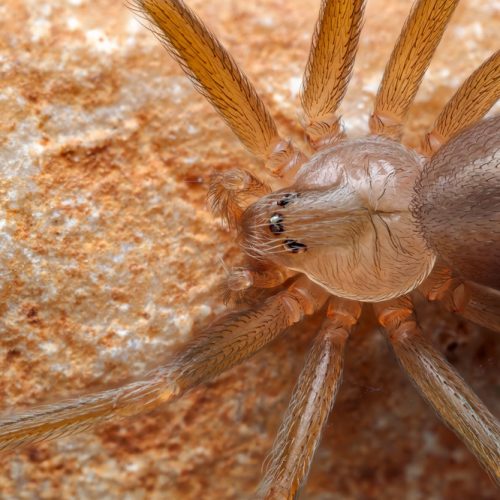 mediterranean,recluse,spider,,violin,spider,(loxosceles,rufescens),,brown,recluse,spider,