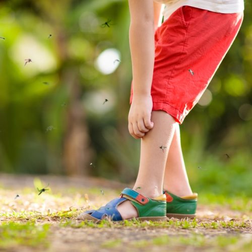 mosquito,on,kids,skin.,little,boy,attacked,by,mosquitoes,in