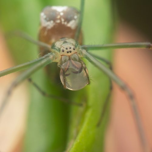 tiny,long jawed,orbweaver,spider,with,waterdrop,on,the,mouth