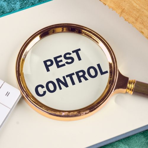 pest,control,phrase,written,through,a,magnifying,glass,in,a