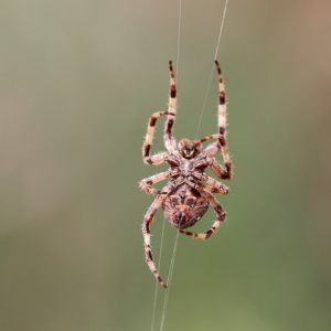 detailed,spider,belly,macro,from,northern,portuguese,meadows,in,a