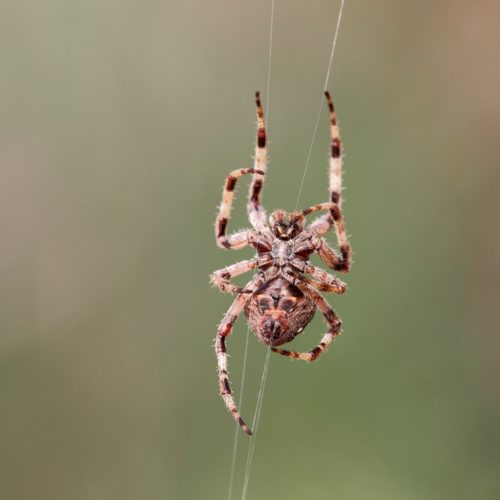 detailed,spider,belly,macro,from,northern,portuguese,meadows,in,a
