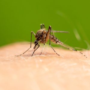 the,mosquito,sits,on,human,skin,and,bites.,macro