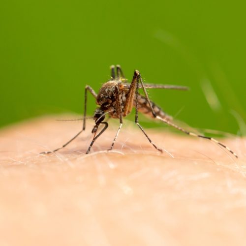 the,mosquito,sits,on,human,skin,and,bites.,macro