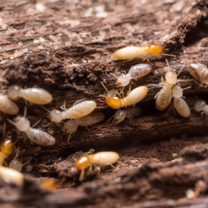 termites what do they look like scaled