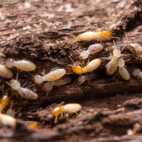 termites what do they look like scaled