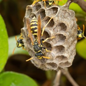 nest,building,of,european,paper,wasps,(polistes,dominula)