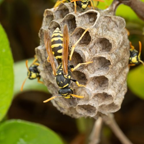 nest,building,of,european,paper,wasps,(polistes,dominula)
